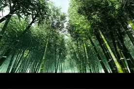 再别康桥英文版唯美诵读（完整版）点赞不过百视频封面