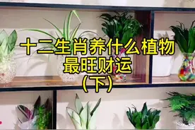 #室内盆栽 十二生肖养什么植物最旺财运后六个来啦，你还不赶紧养一盆！