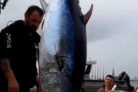 舍不得孩子套不着狼！#蓝鳍金枪鱼 #刺身美食 #高端食材 视频封面