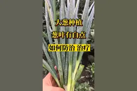 #抖音助农 #农业种植 #种植小技巧 #助力三农 #农技推广 #种植 #知识分享 大葱种植葱叶有白点如何防治治疗@抖音短视频 视频封面
