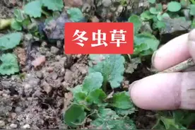 没见过的还以为是虫子，其实也称它地蚕，好的东西看到不要错过，现在可种植，见过吗？视频封面
