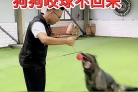 狗狗咬到玩具不回来，解决办法。#宠物训练 #狗狗 #训犬 #宠物训练学校