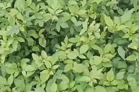 鬼针草具有清热解毒。祛疯活血消肿的功效。脾胃虚寒者慎用视频封面
