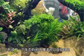 草缸养鱼需要喂食吗？#水族 #观赏鱼 #水草缸视频封面