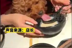 女子用餐厅勺子喂狗 店长：隐瞒着带进来的视频封面