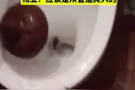 居民家中马桶惊现黑色大蛇。物业：应该是从管道爬入的。视频封面