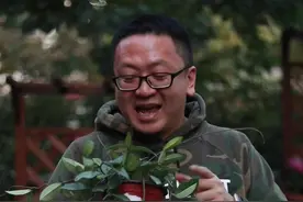 冬季种下一盆球兰，明春能不能开花视频封面