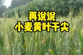 小麦叶片干尖是什么原因。#农业人话农业 #乡村大师课视频封面