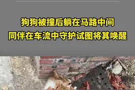 万物皆有灵性！狗狗被撞后躺在马路中间，同伴在车流中守护试图将其唤醒视频封面