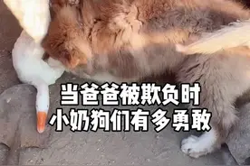 安安康康一转眼长大了 已经能保护爸爸妈妈了❤️#萌宠出道练习生 #萌宠出道计划视频封面
