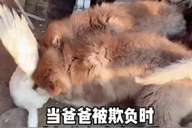 安安康康一转眼长大了 已经能保护爸爸妈妈了❤️#萌宠出道练习生 #萌宠出道计划视频封面