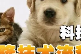 关于宠物克隆的分享#宠物克隆 #克隆 #影视解说 #医学科普视频封面