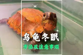 乌龟冬眠方法及注意事项❤️养龟必看#萌宠超新星计划 #乌龟视频封面
