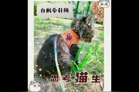 自制牵引绳，材料你都有，给你的爱宠也做一个吧。#萌宠视频封面