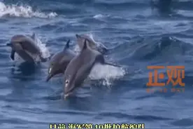 一场绝美的邂逅！#海豚群伴航亚丁湾中国军舰  视频封面