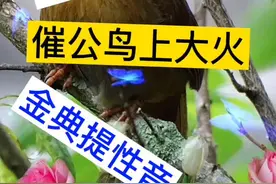 金典母音，建议双击收藏备用#画眉鸟母叫音 #提性鸟食 #画眉公鸟叫声 @抖音短视频 视频封面