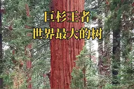 巨杉中的王者 形容一棵树大，能有多少种描述？  无论哪种描述，都无法表达亲眼看到这棵巨杉王者时的心情，它是世界上形体最大的树木。有些树可能比它更高，有些树可能比它更粗，但没有哪棵树能同时兼具两者，超越谢尔曼将军树。#一起享受大自然的美 #现场实拍 #抖音看世界 #神奇的大自然 #探秘视频封面