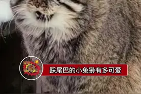 原来尾巴和身体真的不是一体的，jiojio冷，用这个毛茸茸浅垫一下吧～视频封面