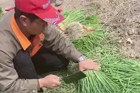 栽葱前，你知道为啥把葱叶截掉一截吗？#新农人计划2021 #农业种植 #抖音助农视频封面