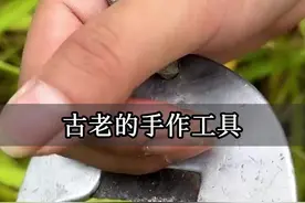 你可以永远相信老祖宗的智慧！4000年前收割粮食的工具，至今仍在使用#石刀 #文物#农作物视频封面