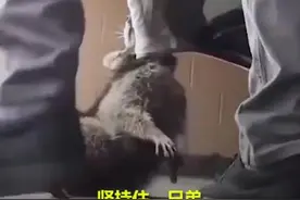 小浣熊被车衣死死缠住，小哥和邻居一起帮忙解救视频封面