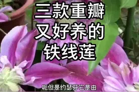 重瓣又好养的三款重瓣铁线莲：円空、磨法喷泉、约瑟芬视频封面