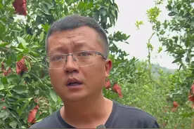 葡萄柚正确的打开方式，今天给大家展示，一定不要按照传统的吃柚子的方式去吃不然又苦又麻！#葡萄柚视频封面