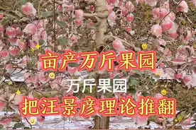 把原来汪景彦教授的理论给推翻了，才出现了连年万斤的果园，修剪的局部影响不一样，欢迎进来交流#苹果管理 #果树专家 #果树新技术 #亩产万斤 #果树种植 #果树管理技术 #果树修剪 #苹果修剪 #苹果新品种 #果农的生活 #三农 #苹果产量 #苹果高价 视频封面