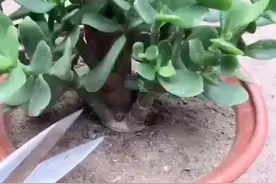 @#多肉植物养护小常识视频封面