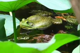 池塘里的牛蛙 叫起来真的像牛视频封面