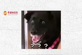 惊！原来跳蚤的速度比航天飞机还快！视频封面