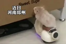 鼠届智商天花板 谁能拒绝会骑摩托的小仓鼠呢视频封面