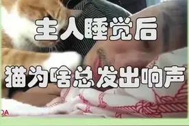 主人睡觉后，猫咪为啥总发出响声？#橘猫 @抖音短视频视频封面
