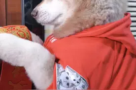 新年快乐😂#宠物视频封面