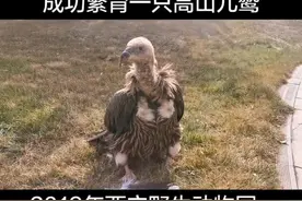 #西宁野生动物园 #小毛球 国内第二只人工繁育高山兀鹫。第一只是他亲哥。也是西宁繁育的。视频封面