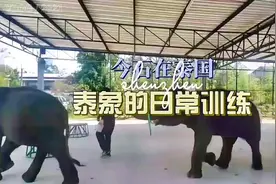 泰国一景点大象的日常训练#神奇动物在抖音 #动物 #动物世界视频封面