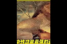 神奇动物在抖音之世界上欲望最强盛的动物，第四名视频封面