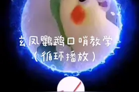 玄凤鹦鹉口哨教学（循环播放）《拍手歌》单段真鸟发声，学的更快！#手养鹦鹉 #玄凤口哨教材 视频封面