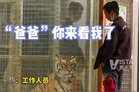 太美好！5月15日，河北保定。饲养员时隔一年回来看小老虎，没想到它还记得他❤️#动物皆有灵性视频封面