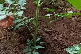 西红柿吊蔓种植技巧 学会轻松种植蔬菜视频封面