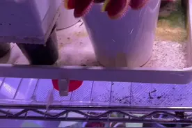 这是我见过最嚣张的蟑螂，连猪笼草都失败了#蟑螂 #猪笼草视频封面