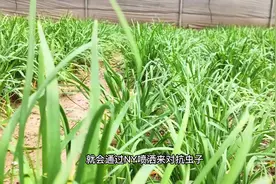 这些人不宜食用韭菜，为了您和家人健康请一定谨记#韭菜视频封面