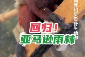 #亚马逊雨林 #南美洲 #神奇动物在抖音  保护野生动物人人有责视频封面