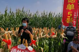 要想高产丰收有保障，首选德单5号#高产玉米种子 #好产品一起分享视频封面