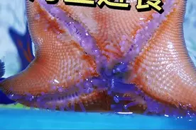 近距离观察海星吃肉肉 #海星 #海缸 #观赏鱼 #海燕 @抖音短视频视频封面