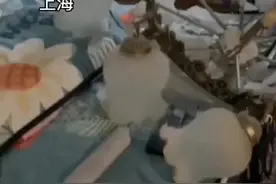 8月5日，上海。装修多年的卧室，吊灯突然坠落，女主人十分后怕：掉落的位置正好是平时老公睡觉的位置。视频封面
