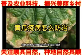 黄瓜疫病的防治视频封面
