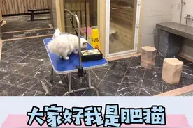 猫咪到底能不能喝牛奶，发表一下观点。望与大家一起探讨 #转...视频封面