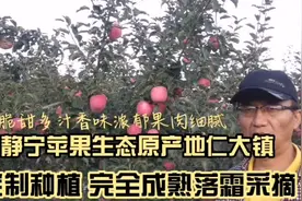 苹果🍎熟了，高海拔生态原产地甘肃静宁苹果，核心产区仁大镇晚视频封面