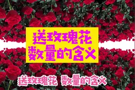 史上最全，最完整送玫瑰花数量的含义 你知道有几种？视频封面